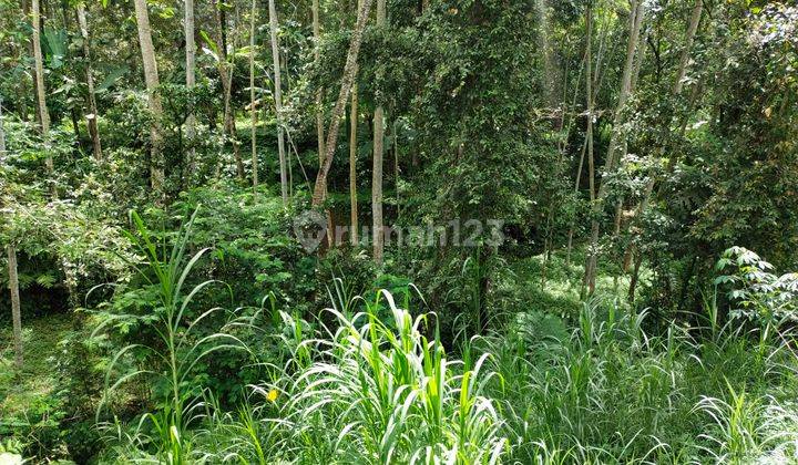 Di jual tanah datar belakang view jungle dan sungai sangat nyaman dan tenang 9