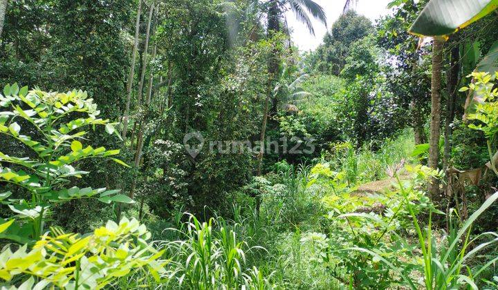 Di jual tanah datar belakang view jungle dan sungai sangat nyaman dan tenang 10