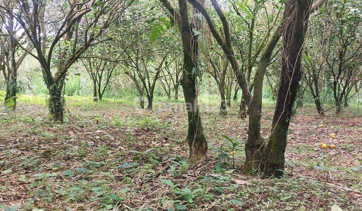 Di jual tanah kebun murah 7