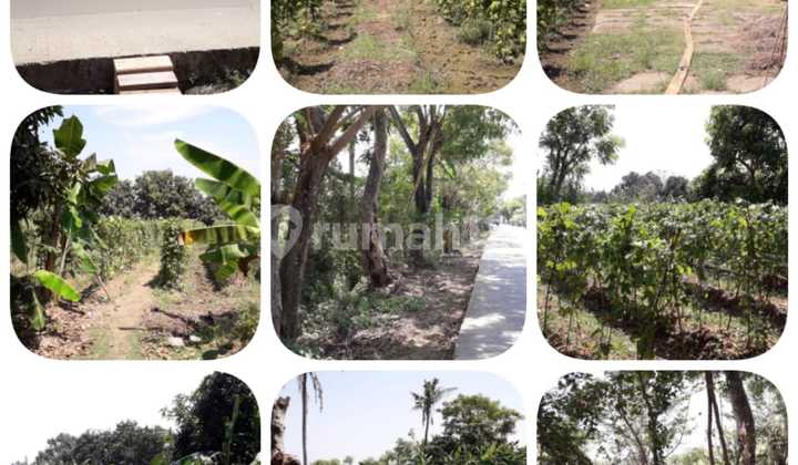 Lahan Tanah Komersil Cikarang Bekasi Jabar Sudah Urug Siap Pakai Lahan Tanah Komersil Cikarang Bekasi Jabar Sudah Urug Siap Pakai