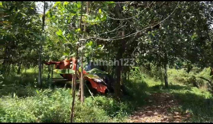 Tanah Kebun Jonggol Bogor Cariu Tanjungsari Murah Shm 2