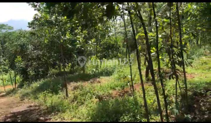 Tanah Kebun Jonggol Bogor Cariu Tanjungsari Murah Shm 1