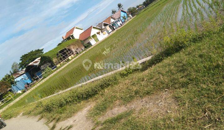 Dijual Cepat Tanah Sawah Produktif 6