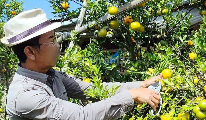 Rumah Villa Kebun Jeruk Luas View Keren Di Lembang Kota Bandung 2