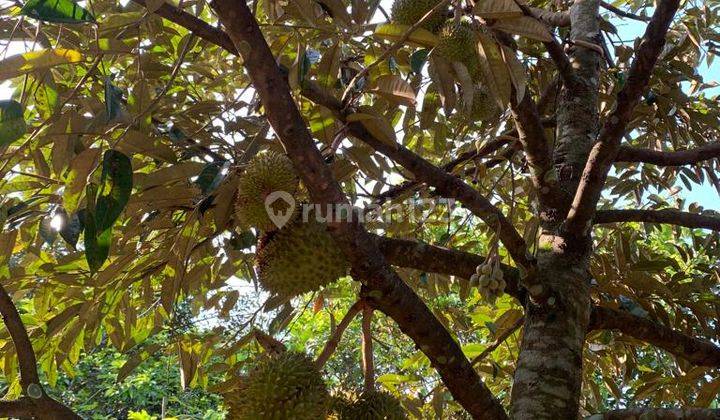 Dijual Tanah Cocok Untuk Usaha +5000m2 di Tanjung Morawa 11