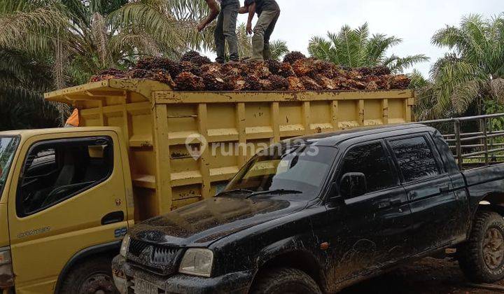 Perkebunan Kelapa Sawit Di Pontianak 2