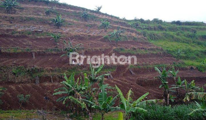 TANAH CANTIK DI LEMBANG COCOK UNTUK PERKEBUNAN 1