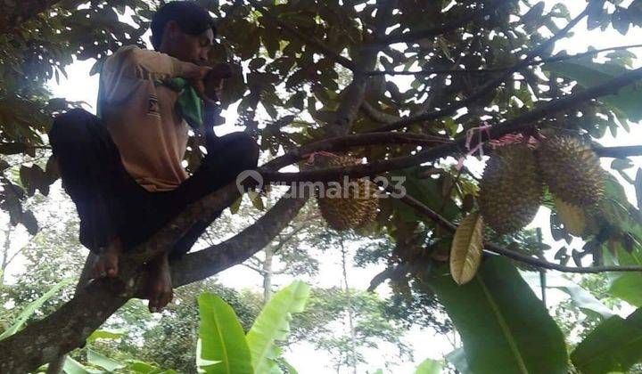 Tanah Kebun Durian, Rambutan, Alpukat, Sawo Cocok Buat Perumahan Lokasi Strategis Cirawa Mekar Bandung Barat  2