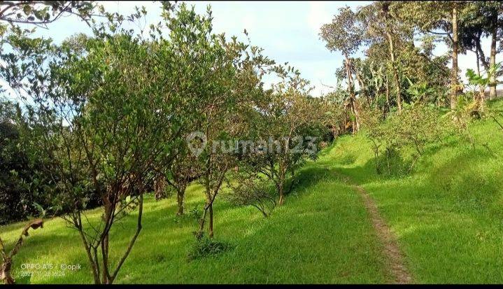 Lahan perkebunan Durian cocok buat perumahan Lokasi Strategis Jasinga Cigudeg Bogor 2