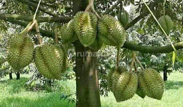 Lahan perkebunan Durian cocok buat perumahan Lokasi Strategis Jasinga Cigudeg Bogor 1