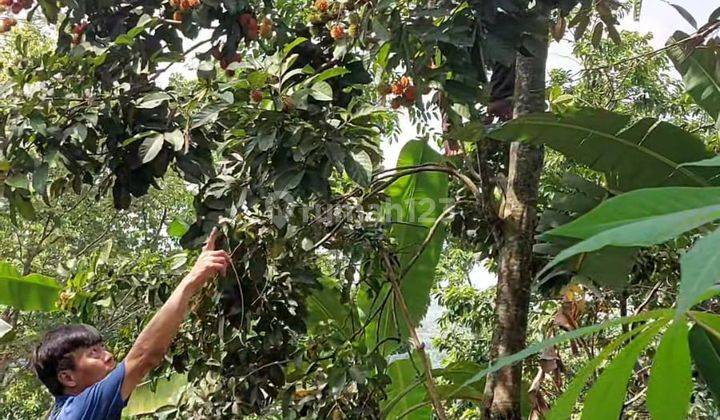 Tanah Kebun Durian, Rambutan, Alpukat, Sawo Cocok Buat Perumahan Lokasi Strategis Cirawa Mekar Bandung Barat  1