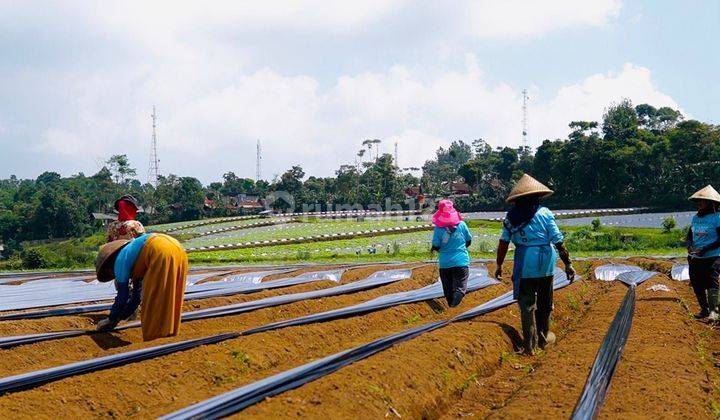 JUAL TANAH SAWAH LOKASI 100 MTR DARI JALAN RAYA di CIPADA CIKALONG BANDUNG BARAT 2