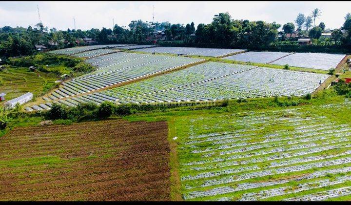 JUAL TANAH SAWAH LOKASI 100 MTR DARI JALAN RAYA di CIPADA CIKALONG BANDUNG BARAT 1