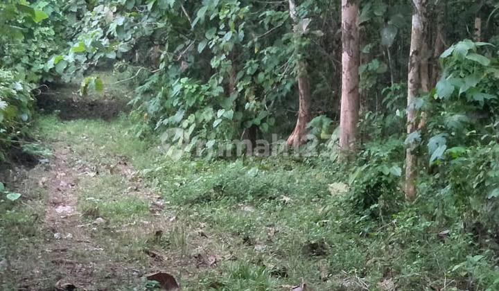 Dijual Tanah Yang Ada Kebon Jati dengan 4 sertifikat SHM 1