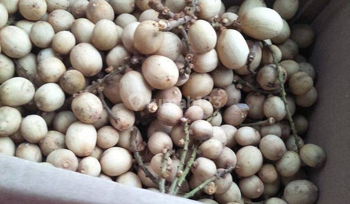 Dijual Tanah Yang Ada Kebon Jati dengan 4 sertifikat SHM 5