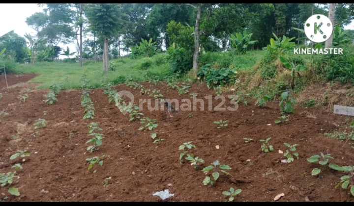 Dijual Tanah Blok Nyalindung, Kelurahan Citeureup Cimahi Utara. Dijual Tanah Blok Nyalindung, Kelurahan Citeureup Cimahi Utara.