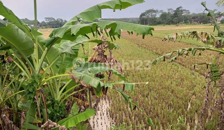 Tanah Sawah Atau Aset di Mijen, Semarang SHM 1.134 m² 3