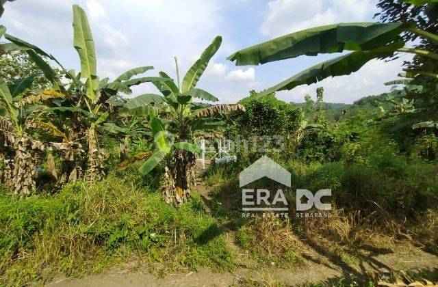 Tanah Luas Siap Bangun Dekat Wisata Goa Kreo Pongangan Gunungpati 2