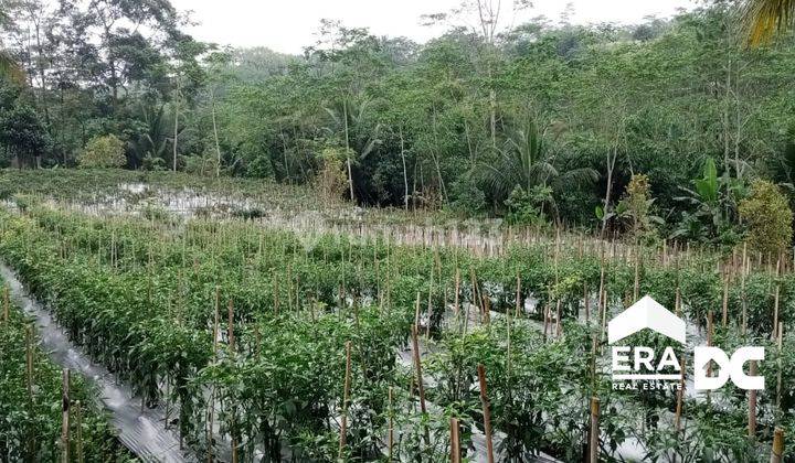 Tanah Luas Cocok Untuk Perkebunan Dekat Puskesmas Danasari Tegal 1