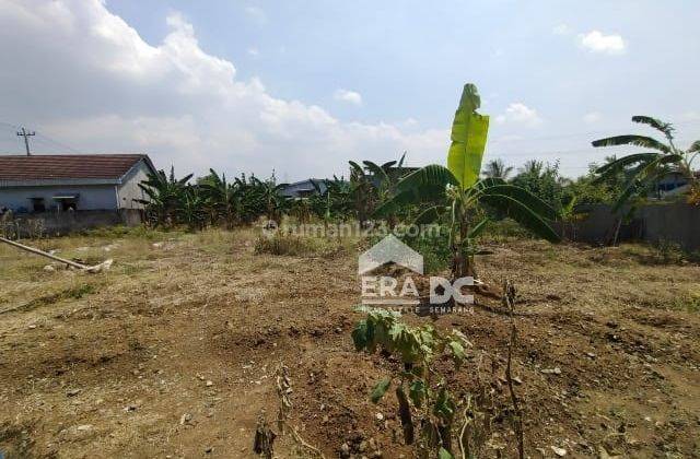 Tanah Datar Siap Bangun Dekat Area Industri Pringapus Semarang 2