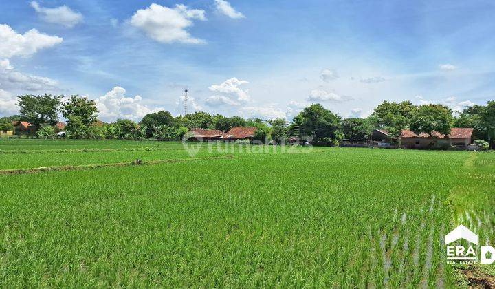 Sebidang Sawah Aktif Dan Subur Dekat Jalan Utama Gebog Kudus 2