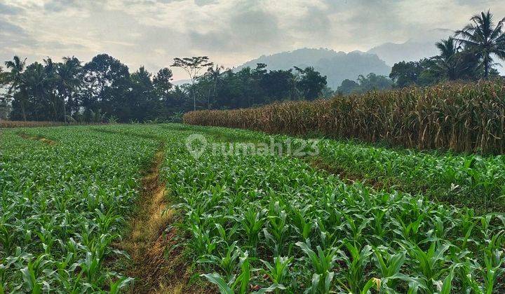 Tanah Perkebunan Luas 12.000 m² Sangat Asri Cangkiran Mijen 1