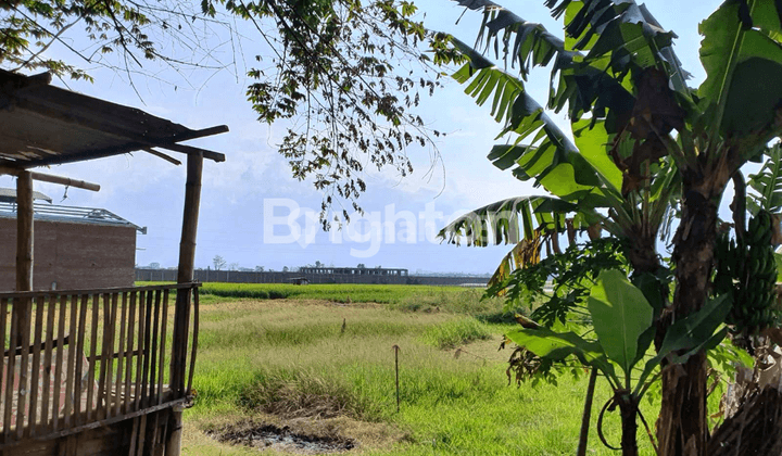 Tanah Sawah Jl Raya Bamban Asrikaton Pakis 2