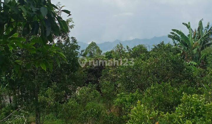 Selling mountain and lake view garden land in Kintamani 2