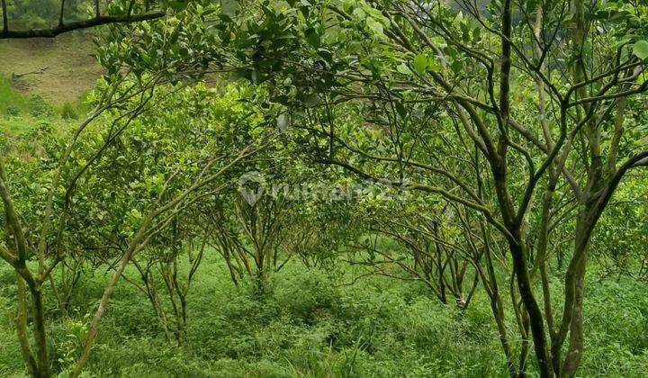 Buc Jual Tanah Tegalan Jeruk Di Serai Kintamani 2