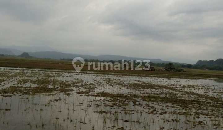 For sale: rice field land suitable for factory use in Bantimurung, South Sulawesi. For sale: rice field land suitable for factory use in Bantimurung, South Sulawesi.