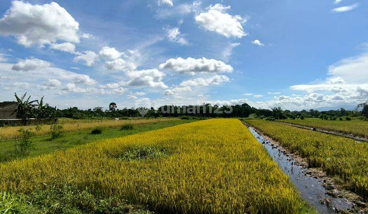 Tanah Luas Lingkungan Damai di Kalasan, Sleman Dekat Candi Prambanan 2