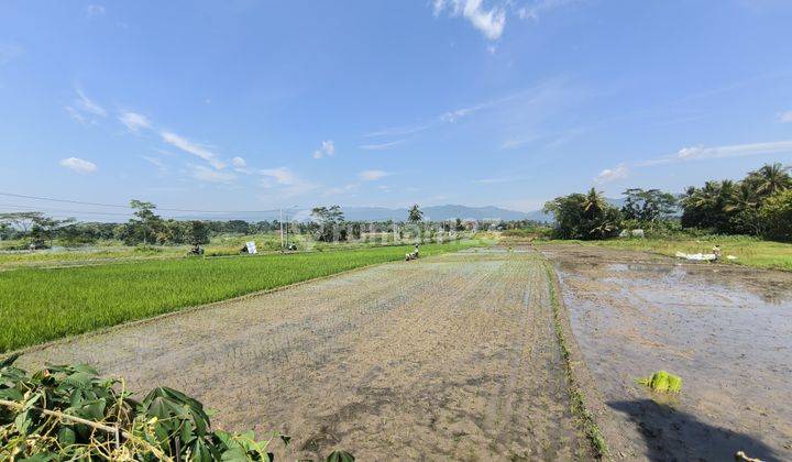 Tanah Sawah Luas 1677 di Minggir, Sleman 2