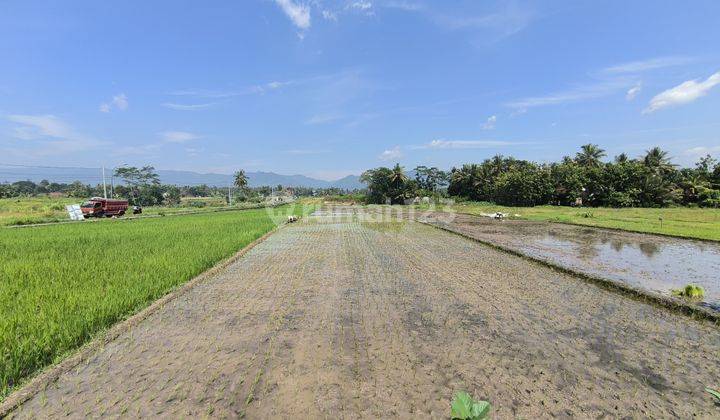 Tanah Sawah Luas 1677 di Minggir, Sleman 1