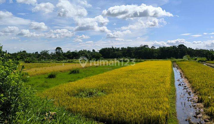 Tanah Luas Lingkungan Damai di Kalasan, Sleman Dekat Candi Prambanan 1