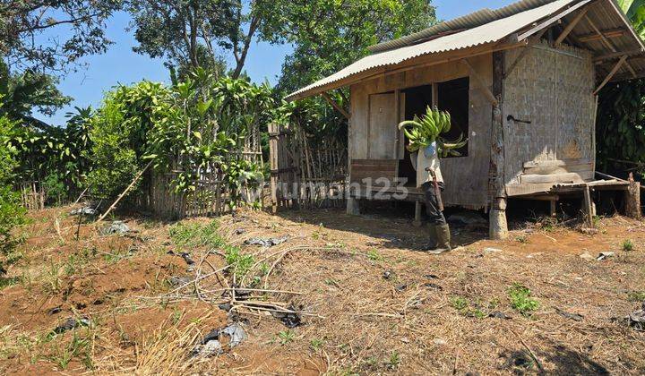 Tanah Di Cianjur Lengkap Dengan Kebun Limo Produktif  2