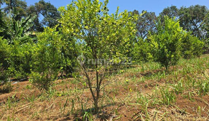 Beli Tanah Murah  Bonus 200 Pohon Jeruk Limo Di Cianjur 1