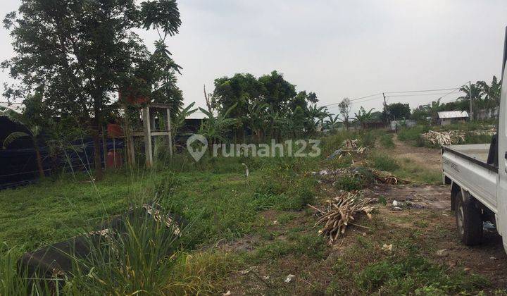 3ha 10M Tanah Kavling Cianjur Cipanas Bogor Puncak pohon Mebel 2