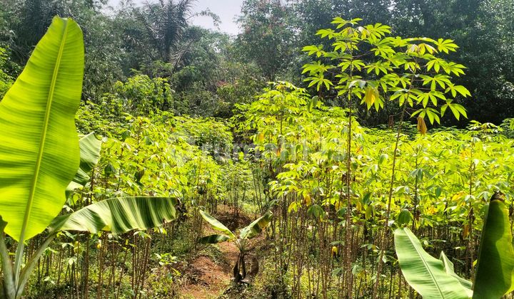 Land for Sale in Bagoang, Tendjo, Bogor