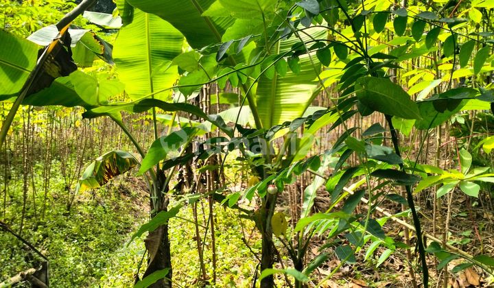 Land for Sale in Bagoang, Tendjo, Bogor