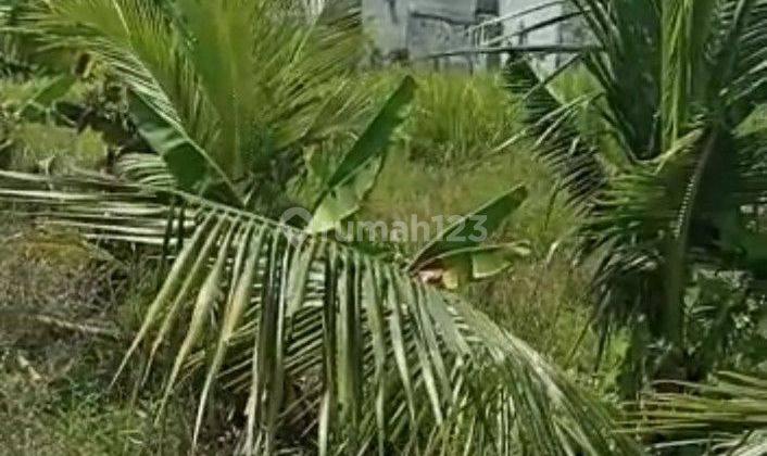 LAND FOR LEASE IN CANGGU PADONAN 2