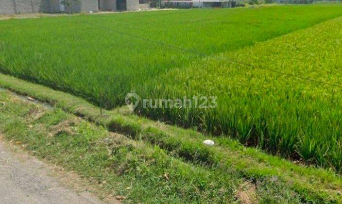 Land For Rent In Pererenan Canggu 1