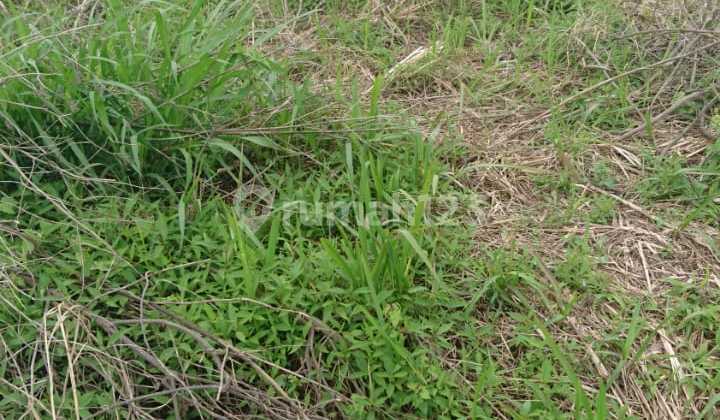 Dijual tanah di daerah buleleng bali di Asah bobleg banjar buleleng bali  3