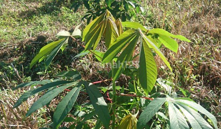 Dijual tanah di daerah buleleng bali di Asah bobleg banjar buleleng bali  5