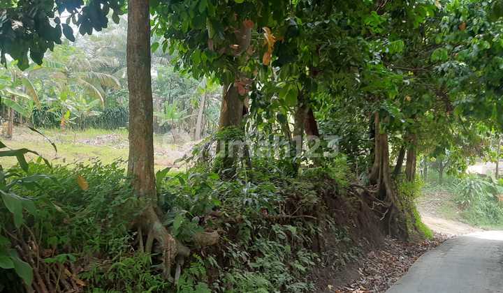 Tanah Dijual Cepat Lokasi Ciapus Ciomas Lt 1600 M² SHM