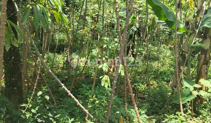 ******** Di Belakang ******** SHM