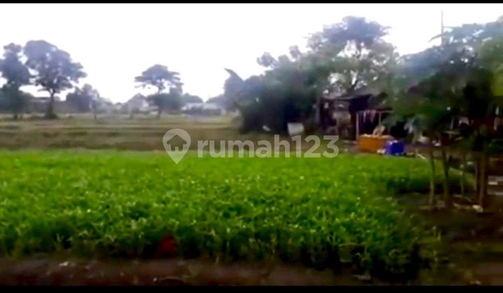 For Sale 1.5ha Land in Cimone Tgr For Sale 1.5ha Land in Cimone Tgr