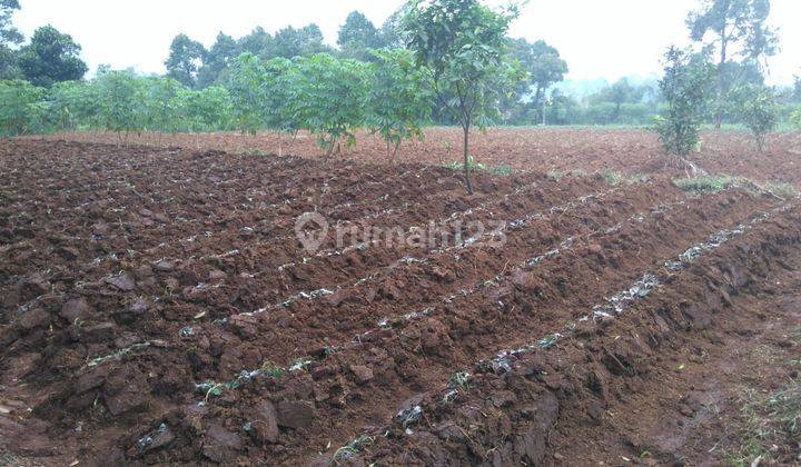 Tanah Siap Bangun Di Rancamaya, Bitung Sari, Bogor 2