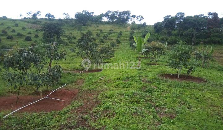 Tanah kebun alpukat nuansa pegunungan suka resmi cipanas 2