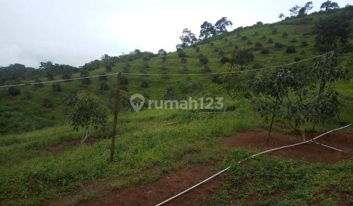 Tanah kebun alpukat nuansa pegunungan suka resmi cipanas 3