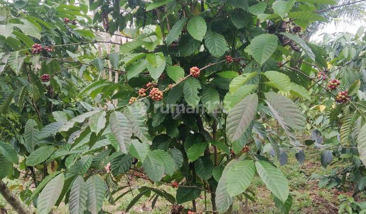 DIJUAL cepat Lahan Kebun Kopi di Desa Bojong tipar, Purabaya Sagaranten,  Sukabumi 2